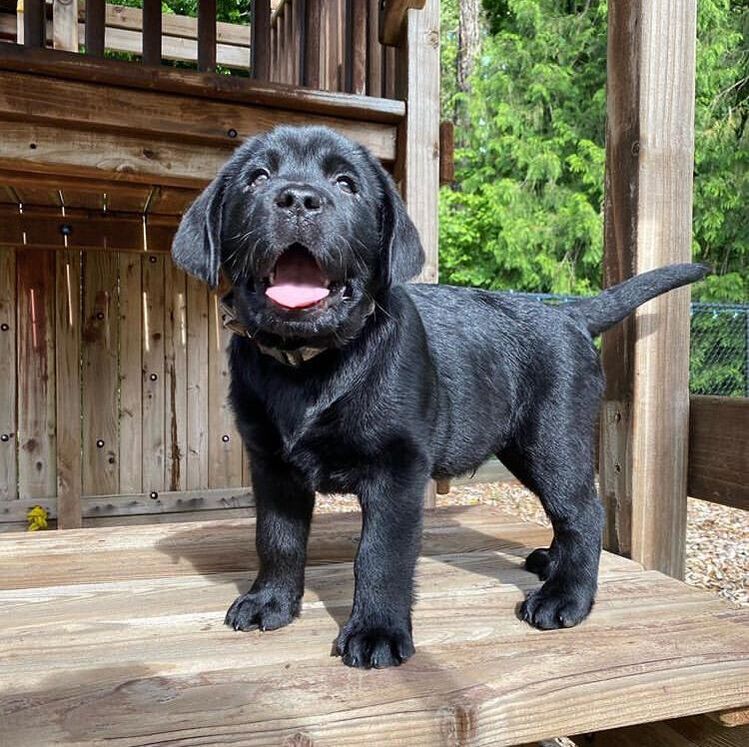 black labs for sale near me