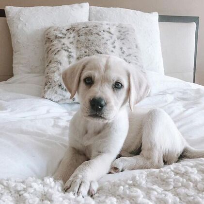 i want to buy labrador puppy
