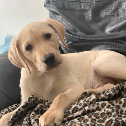 yellow lab puppy for sale