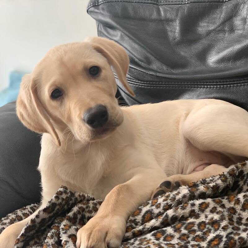 yellow lab lab puppies for sale